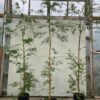 Eucalyptus parvula