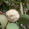 Eucalyptus pauciflora subsp. pauciflora 'Adaminiby'