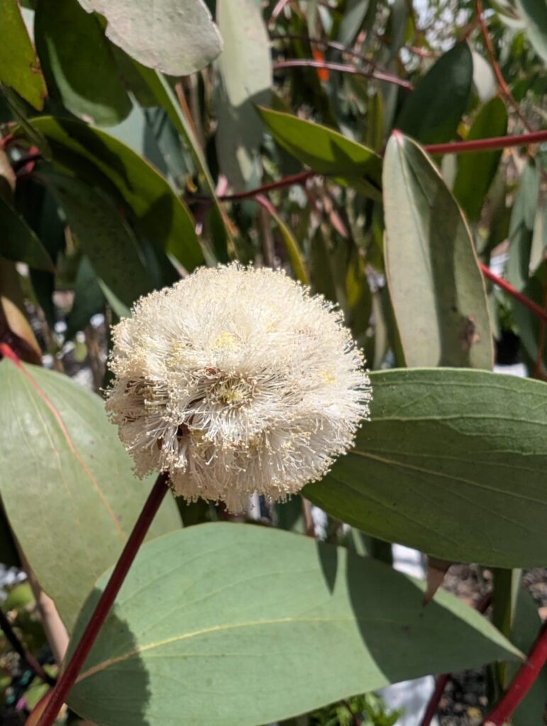 Eucalyptus pauciflora subsp. pauciflora 'Adaminiby'