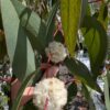 Eucalyptus pauciflora subsp. pauciflora 'Adaminiby'