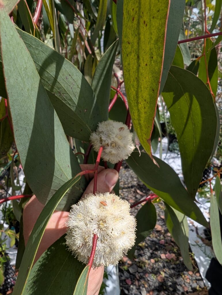 Eucalyptus pauciflora subsp. pauciflora 'Adaminiby'