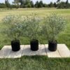 5L France Bleu 60-90cm bush