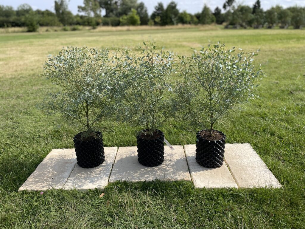 5L France Bleu 60-90cm bush