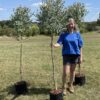 Eucalyptus gunnii 'Azura'