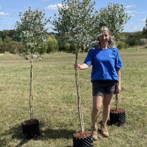 Eucalyptus gunnii 'Azura'