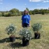 archeri 12 litre 30-60cm bush