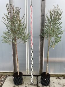 Eucalyptus Azura 7.5 Litre 150-180cm Tall