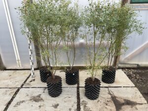 Eucalyptus gunnii 'France Bleu' Hardy Eucalyptus Grafton Nursery
