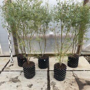 Eucalyptus gunnii 'France Bleu' Hardy Eucalyptus Grafton Nursery