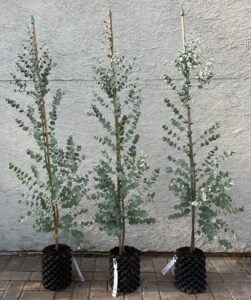 Eucalyptus gunnii Azura 3 litre