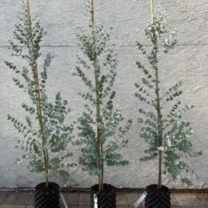 Eucalyptus gunnii Azura 3 litre