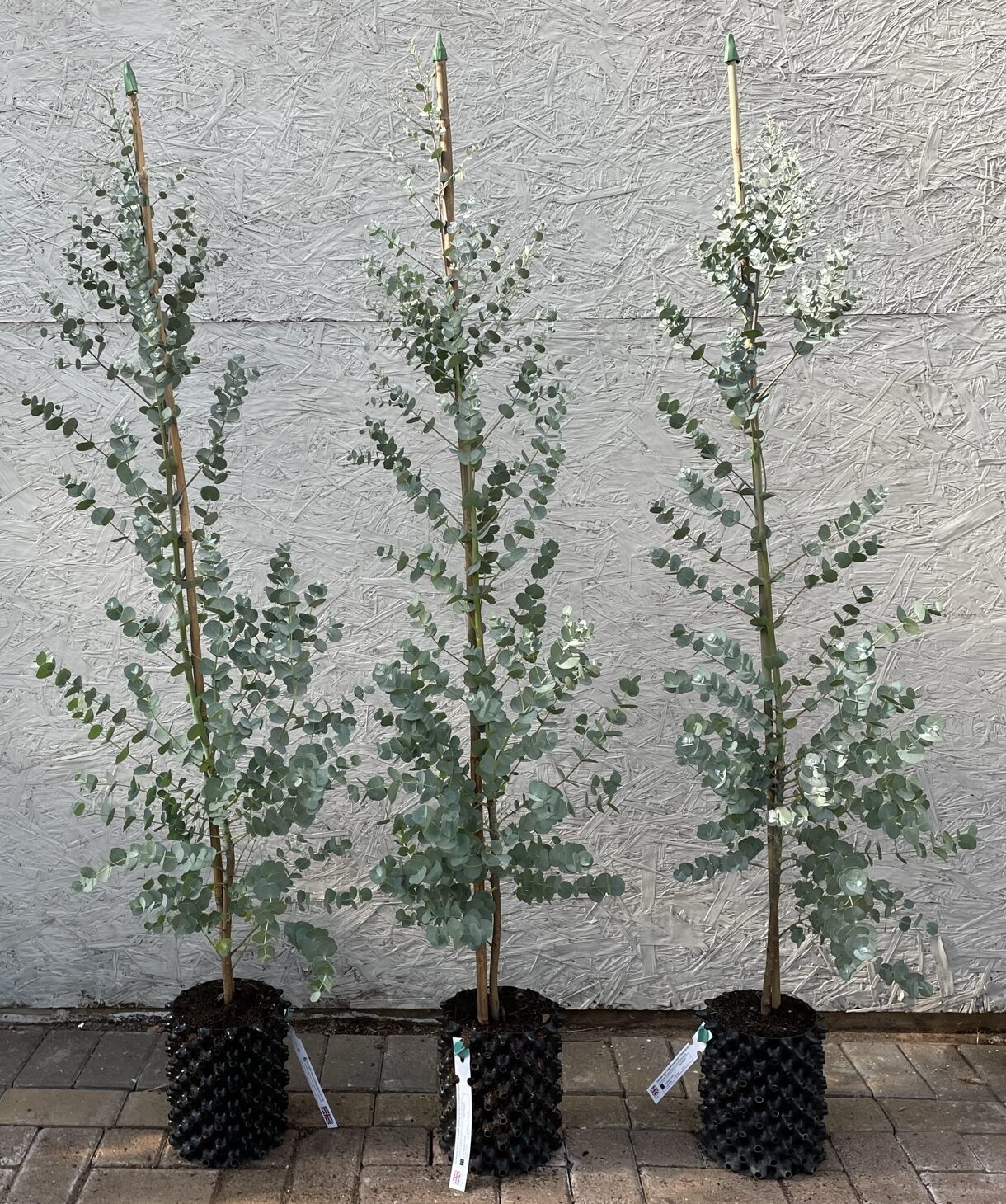 Eucalyptus gunnii Azura 3 litre Hardy Eucalyptus Grafton Nursery Eucalyptus gunnii Azura 3 litre