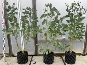 Eucalyptus pauciflora subsp. pauciflora 'Mount Buffalo' 12 litre airpot 120-150cm Hardy Eucalyptus by Grafton Nursery