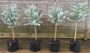 Blue Ice Cider Gum