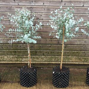 Blue Ice Cider Gum