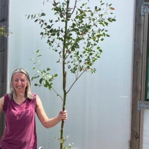 Eucalyptus archeri