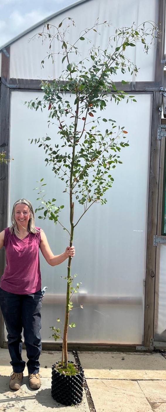 Typical shape of 7.5L air-pot Eucalyptus archeri Eucalyptus archeri