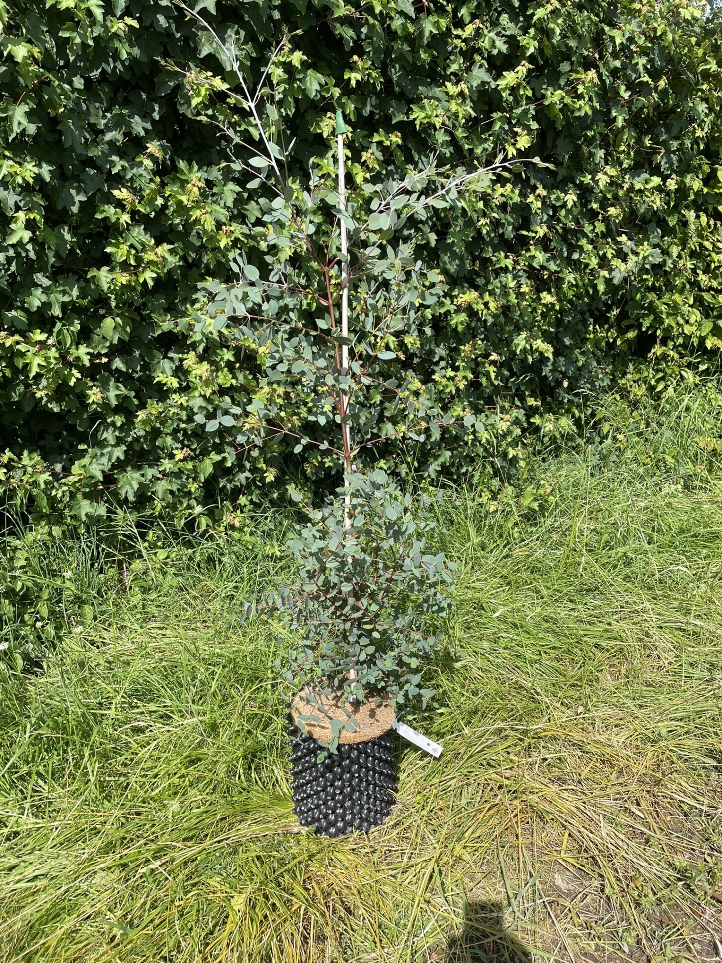 Eucalyptus coccifera 9 litre std 150-190cm tall29062026 Eucalyptus coccifera 150-190cm by Grafton Nursery