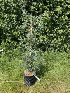Eucalyptus coccifera Grafton Nursery