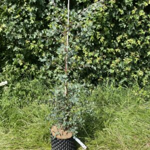 Eucalyptus coccifera Grafton Nursery