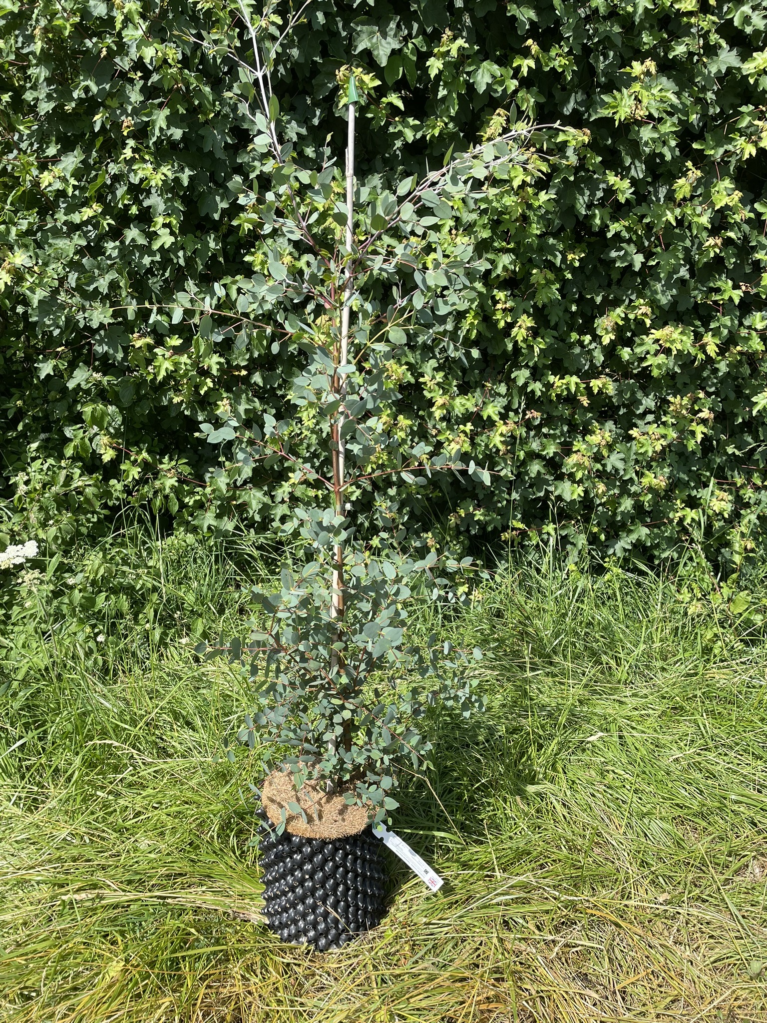 Eucalyptus coccifera 9L 90-150cm 29062026 Eucalyptus coccifera Grafton Nursery
