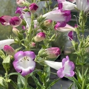 Penstemon 'Laura' by Grafton Nursery