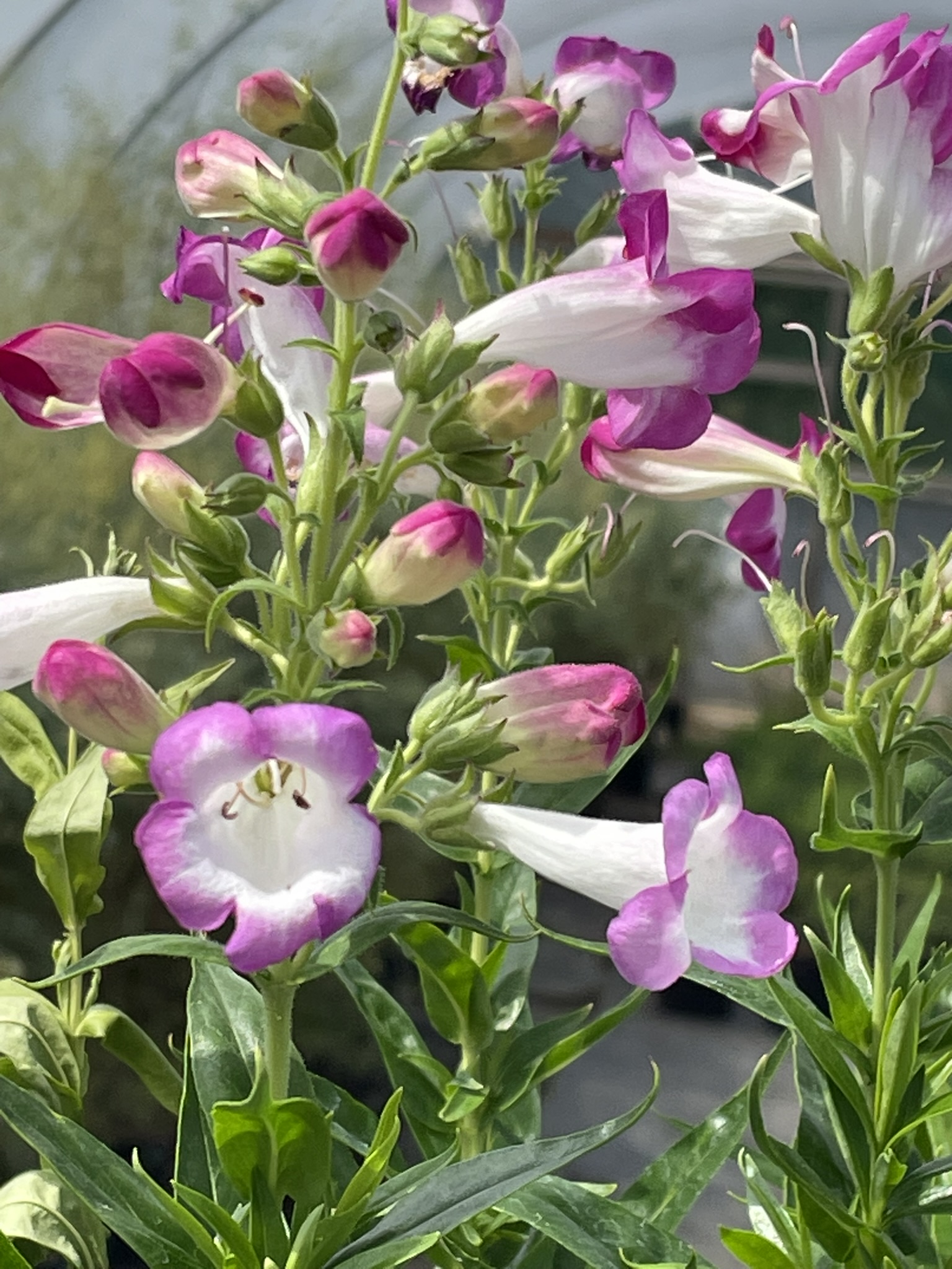 Penstemon 'Laura' by Grafton Nursery Penstemon 'Laura' by Grafton Nursery