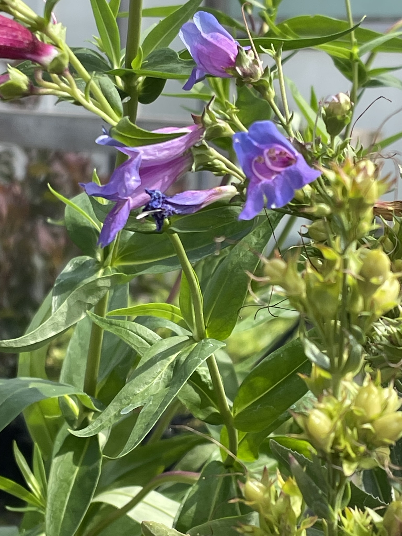 Penstemon 'Heavenly Blue' by Grafton Nursery Penstemon 'Heavenly Blue' by Grafton Nursery