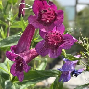 Penstemon 'Purple Bedder' at Grafton Nursery