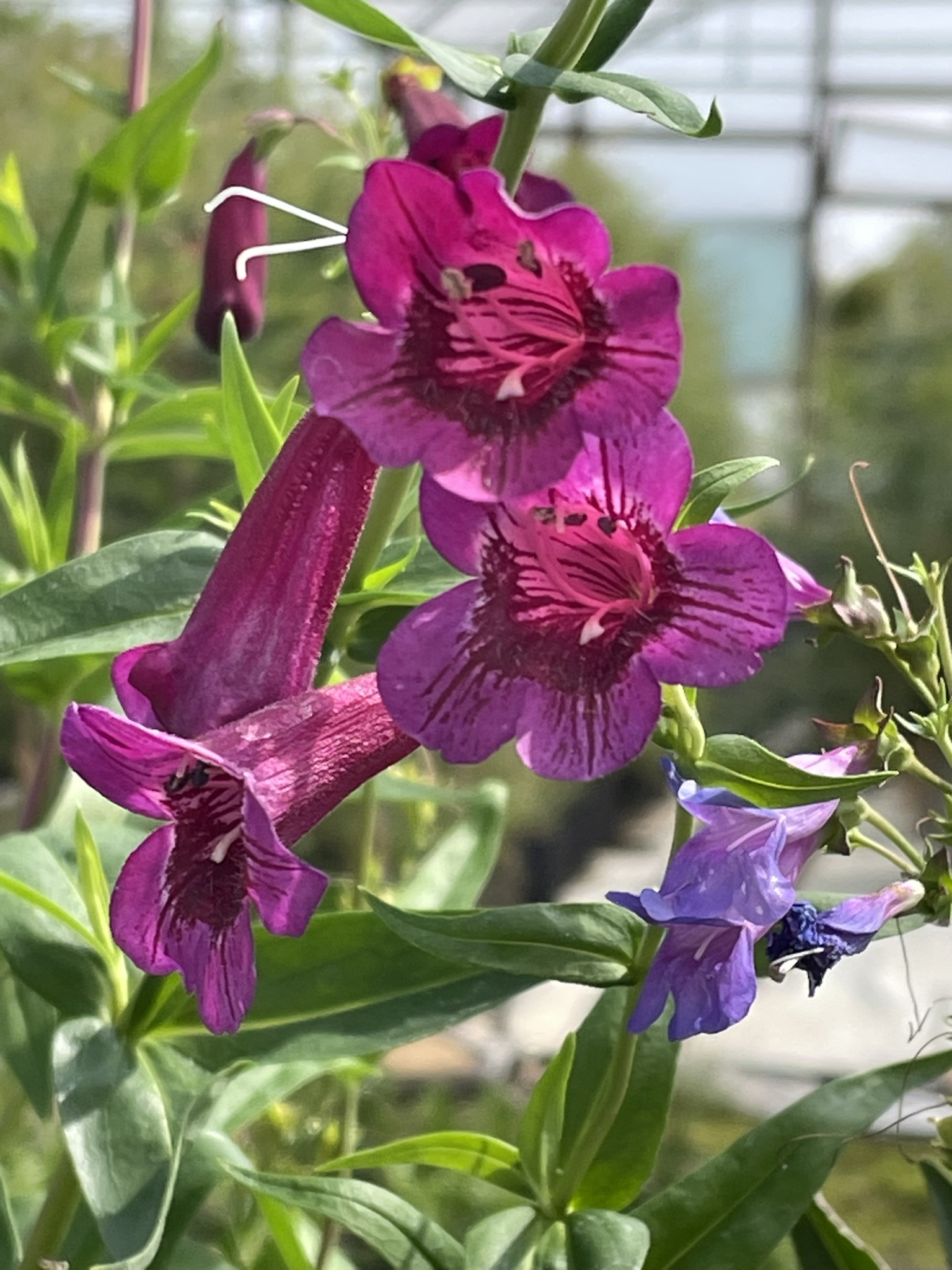 Penstemon 'Purple Bedder' at Grafton Nursery Penstemon 'Purple Bedder' at Grafton Nursery
