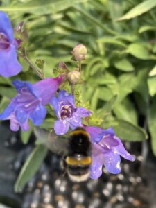 Penstemon 'Heavenly Blue' perfect for pollinators Grafton Nursery