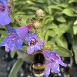 Penstemon 'Heavenly Blue' perfect for pollinators Grafton Nursery