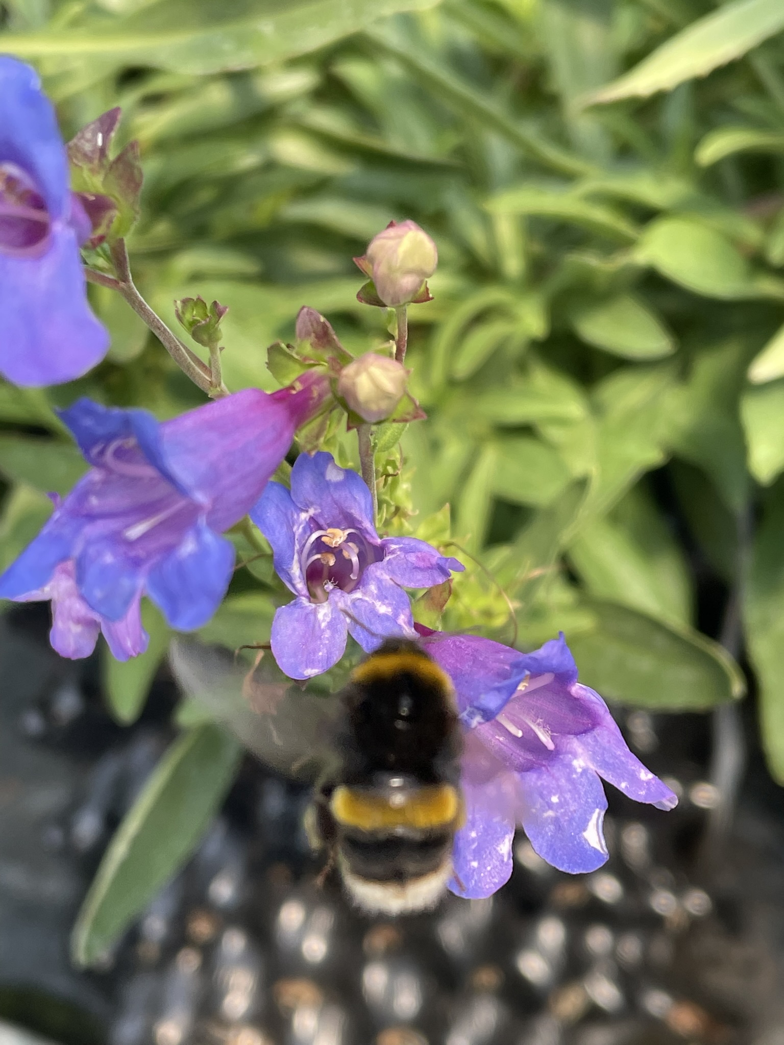 Penstemon Heavenly Blue perfect for pollinators Penstemon 'Heavenly Blue' perfect for pollinators Grafton Nursery