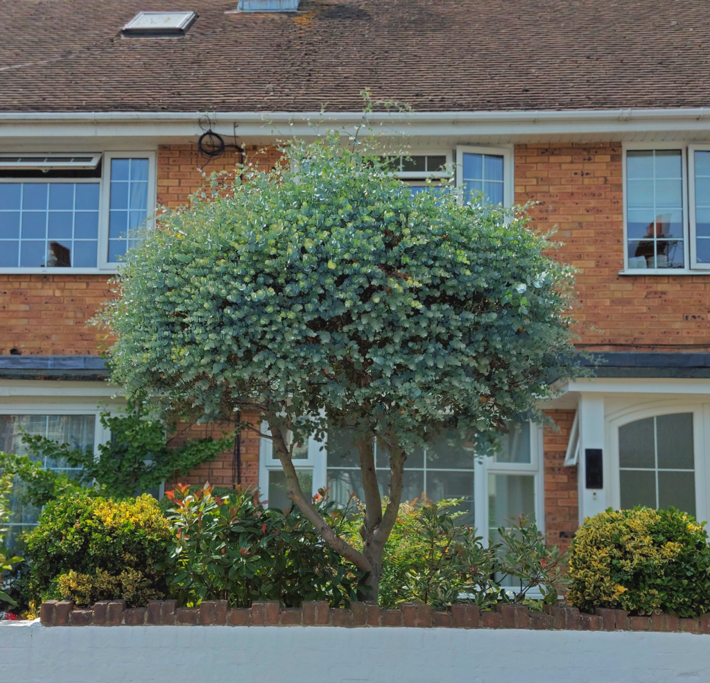 Eucalyptus for screening - supplied by Grafton Nursery