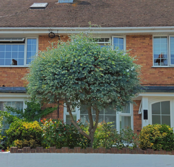 Eucalyptus for screening - supplied by Grafton Nursery