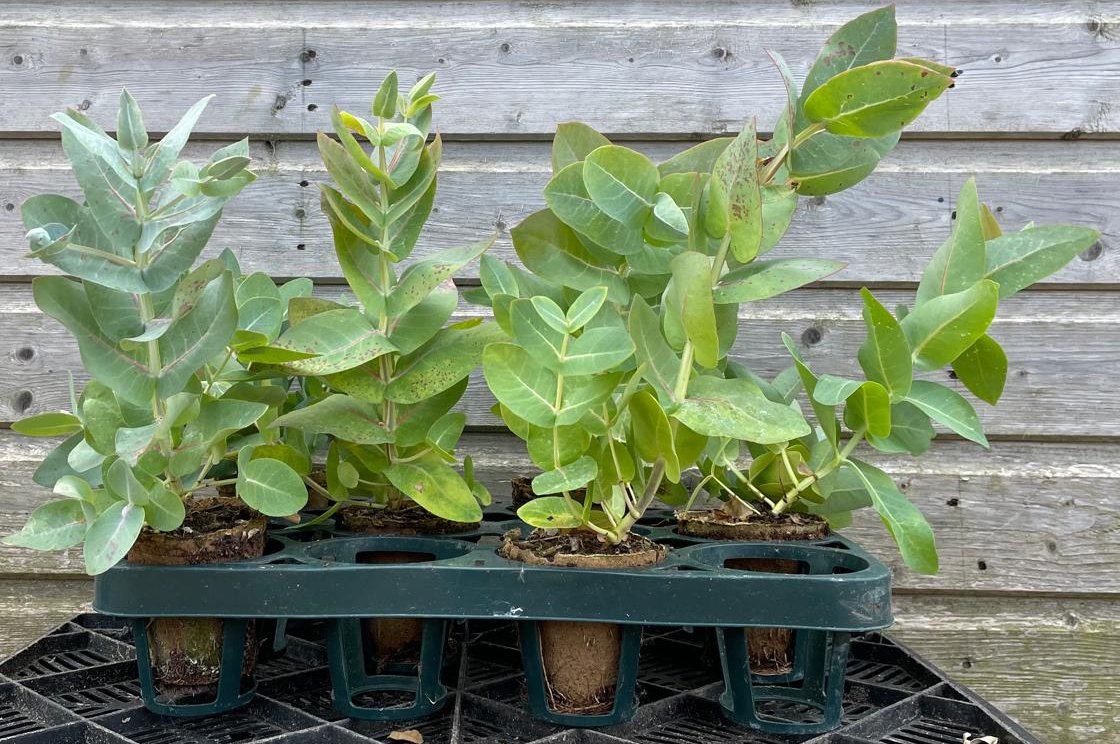 Eucalyptus nitens pack of 5 liners Hardy Eucalyptus by Grafton Nursery Eucalyptus nitens pack of 5 liners Hardy Eucalyptus by Grafton Nursery