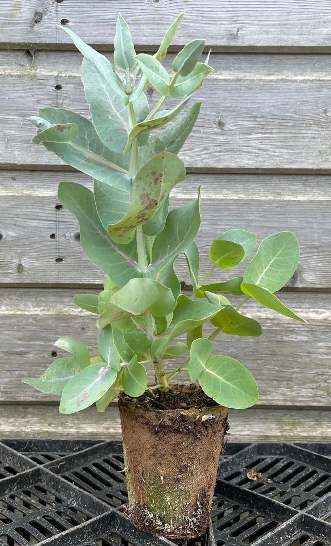Eucalyptus nitens single 9cm liner Hardy Eucalyptus by Grafton Nursery Eucalyptus nitens single 9cm liner Hardy Eucalyptus by Grafton Nursery