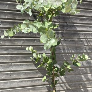 Eucalyptus neglecta 7.5 litre 150-180cm Hardy Eucalyptus by Grafton Nursery