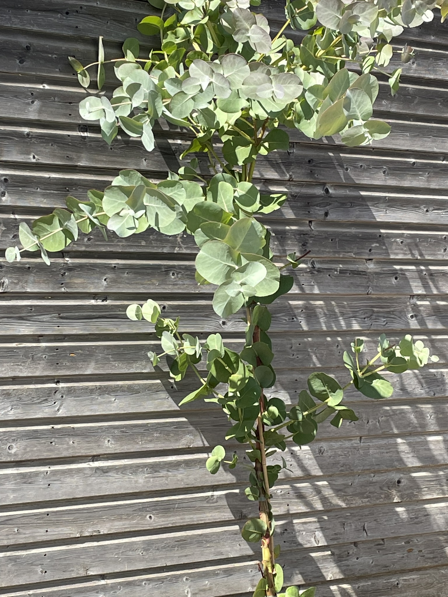 Eucalyptus neglecta 7.5 litre 150-180cm Hardy Eucalyptus by Grafton Nursery Eucalyptus neglecta 7.5 litre 150-180cm Hardy Eucalyptus by Grafton Nursery