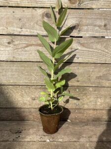 Eucalyptus nitens 8cm liner Hardy Eucalyptus by Grafton Nursery 2026