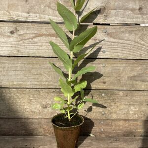 Eucalyptus nitens 8cm liner Hardy Eucalyptus by Grafton Nursery 2026