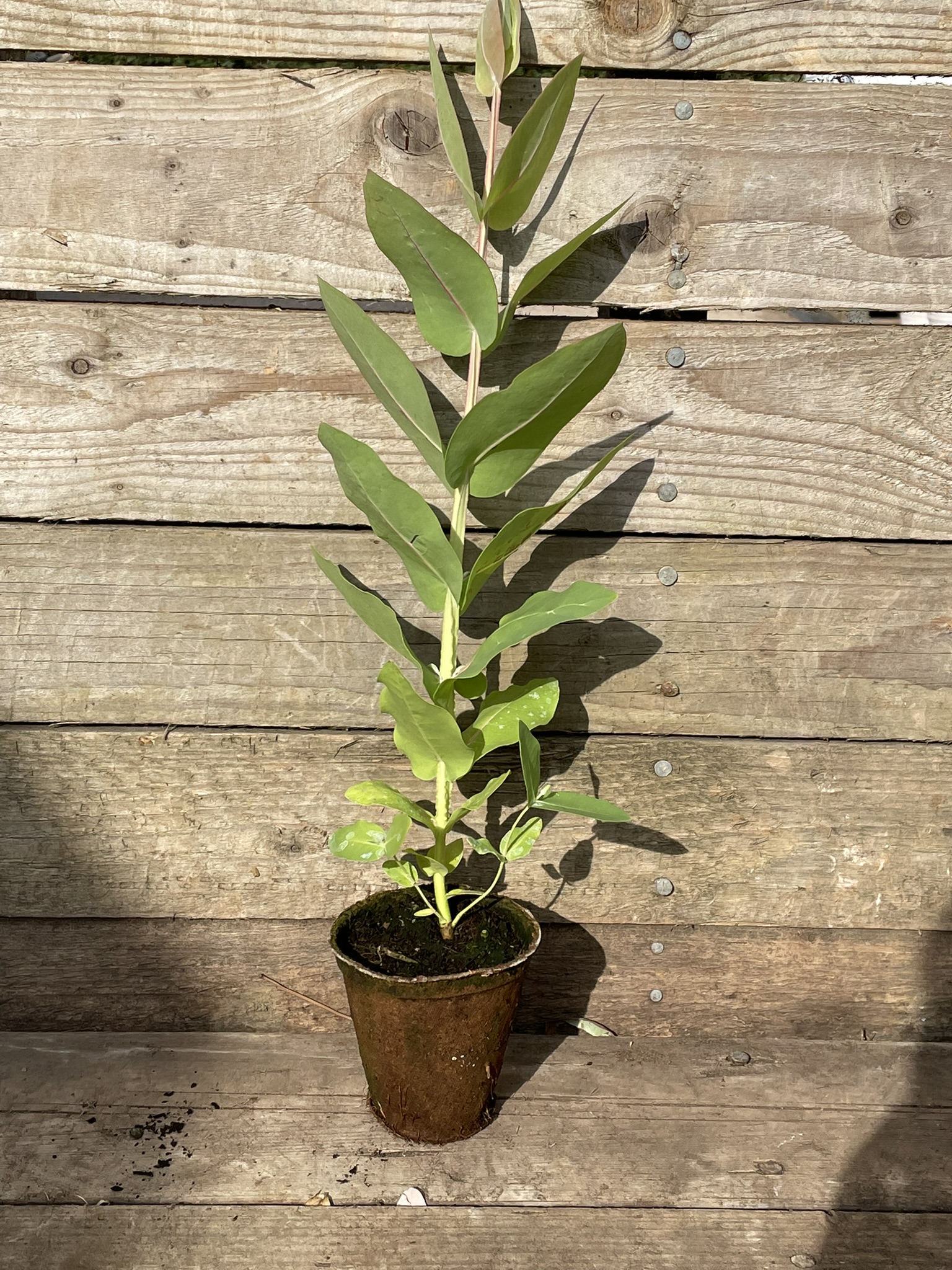 Eucalyptus nitens 8cm liner Hardy Eucalyptus by Grafton Nursery 2026 Eucalyptus nitens 8cm liner Hardy Eucalyptus by Grafton Nursery 2026
