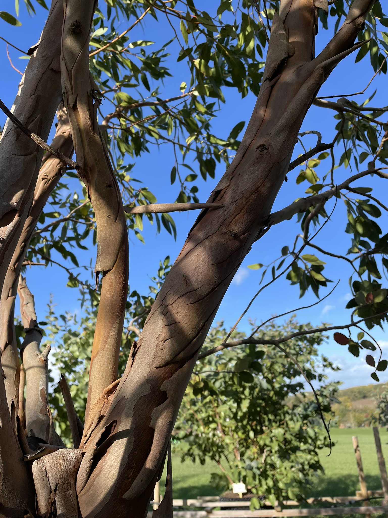 E. subcrenulata - Eleebana - bark Grafton Nursery Hardy Eucalyptus