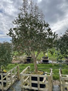 Eucalyptus subcrenulata 100litre Airpot Grafton Nursery Hardy Eucalyptus