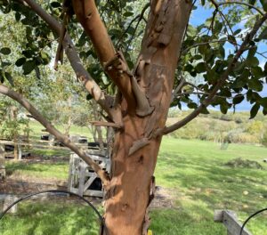 Eucalyptus subcrenulata shrub on stick - Allora - with scale 15102026 Grafton Nursery, Hardy Eucalyptus