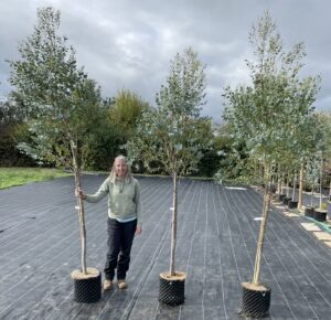 Eucalyptus gunnii 'Azura' 12 litre