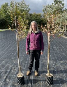 Eucalyptus gunnii 'Azura' 3 litre