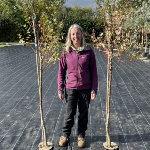 Eucalyptus gunnii 'Azura' 3 litre