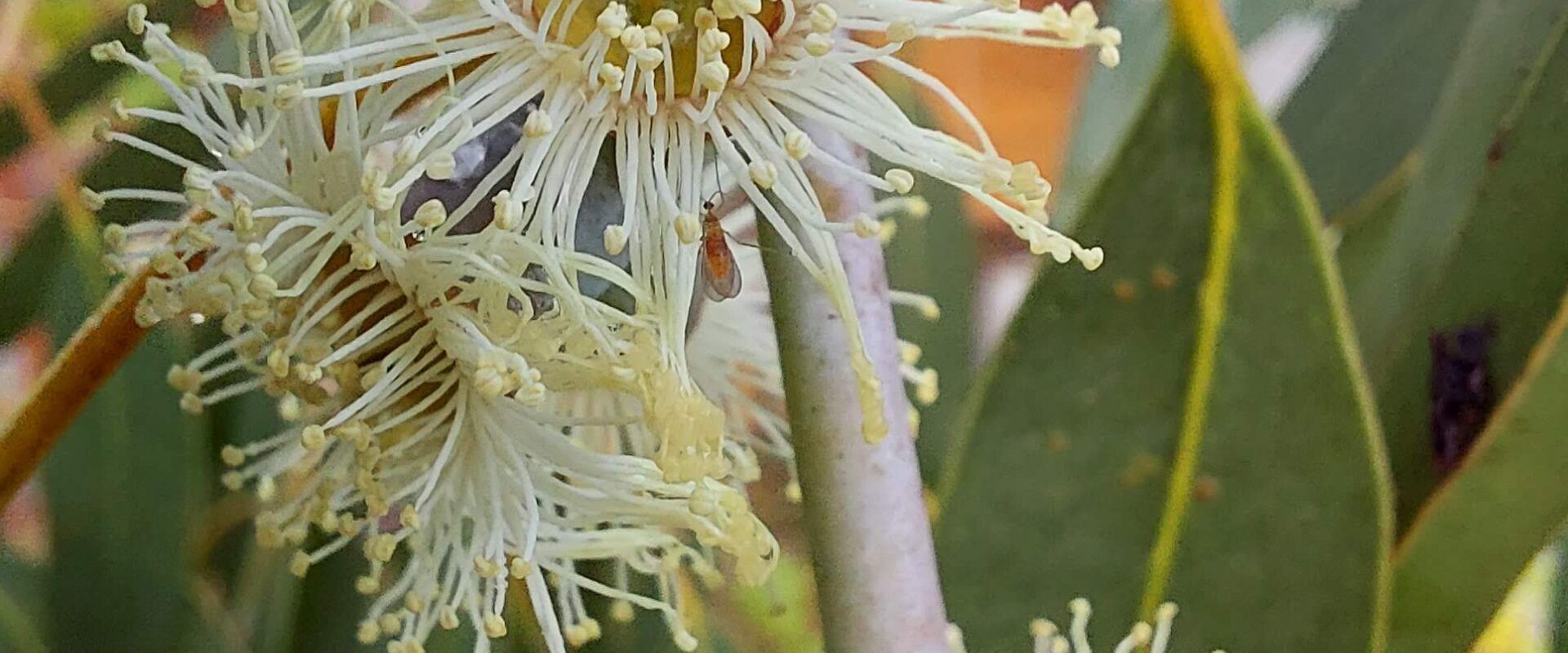 Eucalyptus glaucescens 'Guthega'