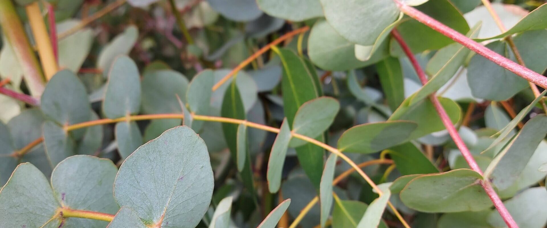 Eucalyptus cinerea